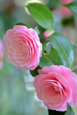 Otome Pink Camellia Japonica - 3 Gallon Pot -Garden Plant Seeds Camellia Otome 1