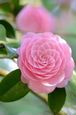 Otome Pink Camellia Japonica - 3 Gallon Pot -Garden Plant Seeds Camellia Otome 2