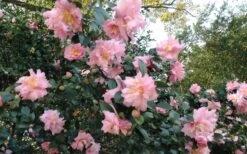 Pink Snow Camellia Sasanqua - 1 Gallon Pot 9 Pink Snow Camellia Sasanqua - 1 Gallon Pot -Garden Plant Seeds Camellia Pink Snow 5 2