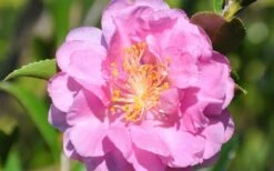 Pink Stella Camellia Sasanqua - 2 Gallon Pot -Garden Plant Seeds Camellia Pink Stella