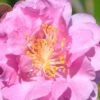 Pink Stella Camellia Sasanqua - 2 Gallon Pot -Garden Plant Seeds Camellia Pink Stella 500x750 1