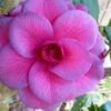 Purple Dawn Camellia Japonica - 7 Gallon Pot (3-4') -Garden Plant Seeds Camellia Purple Dawn 9 1