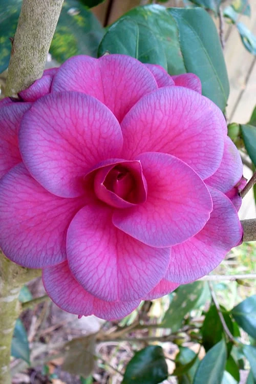 Purple Dawn Camellia Japonica - 7 Gallon Pot (3-4') 3 Purple Dawn Camellia Japonica - 7 Gallon Pot (3-4')