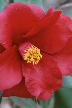 Royal Velvet Red Camellia Japonica - 3 Gallon Pot -Garden Plant Seeds Camellia Royal Velvet 2