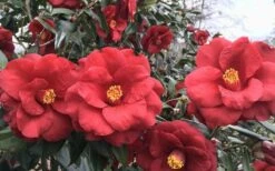 Royal Velvet Red Camellia Japonica - 3 Gallon Pot -Garden Plant Seeds Camellia Royal Velvet 3