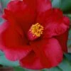 Royal Velvet Red Camellia Japonica - 3 Gallon Pot -Garden Plant Seeds Camellia Royal Velvet 5