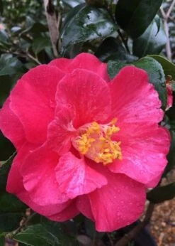 Rutledge Minnix Camellia Japonica - 3 Gallon Pot -Garden Plant Seeds Camellia Rutledge Minnix 2