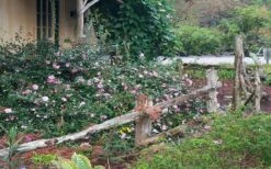 Sarrel Dwarf Camellia Sasanqua - 1 Gallon Pot -Garden Plant Seeds Camellia Sarrel 5