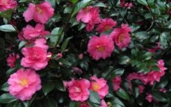 Shishi Gashira Dwarf Camellia Sasanqua - 2 Gallon Pot 16 Shishi Gashira Dwarf Camellia Sasanqua - 2 Gallon Pot -Garden Plant Seeds Camellia Shishi Gashira 24