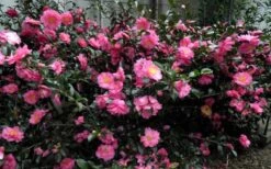 Shishi Gashira Dwarf Camellia Sasanqua - 2 Gallon Pot 17 Shishi Gashira Dwarf Camellia Sasanqua - 2 Gallon Pot -Garden Plant Seeds Camellia Shishi Gashira