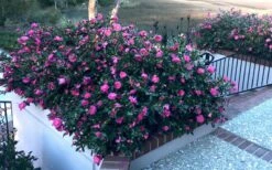 Shishi Gashira Dwarf Camellia Sasanqua - 2 Gallon Pot 15 Shishi Gashira Dwarf Camellia Sasanqua - 2 Gallon Pot -Garden Plant Seeds Camellia Shishi Gashira 30