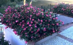 Shishi Gashira Dwarf Camellia Sasanqua - 2 Gallon Pot 14 Shishi Gashira Dwarf Camellia Sasanqua - 2 Gallon Pot -Garden Plant Seeds Camellia Shishi Gashira 33