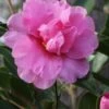 Showa No Sakae Dwarf Camellia Sasanqua - 3 Gallon Pot -Garden Plant Seeds Camellia Showa No Sakae 11