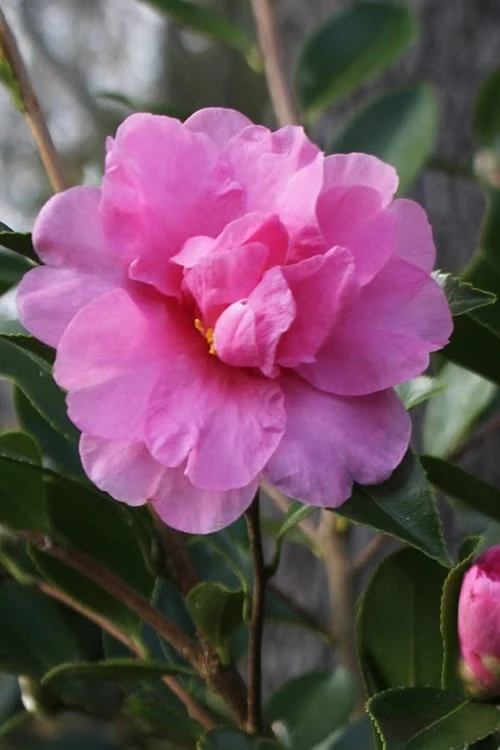 Showa No Sakae Dwarf Camellia Sasanqua - 3 Gallon Pot 3 Showa No Sakae Dwarf Camellia Sasanqua - 3 Gallon Pot