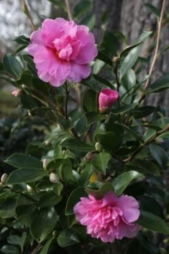 Showa No Sakae Dwarf Camellia Sasanqua - 3 Gallon Pot 12 Showa No Sakae Dwarf Camellia Sasanqua - 3 Gallon Pot -Garden Plant Seeds Camellia Showa No Sakae 12