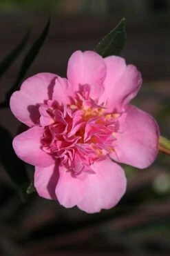 Showa No Sakae Dwarf Camellia Sasanqua - 3 Gallon Pot 13 Showa No Sakae Dwarf Camellia Sasanqua - 3 Gallon Pot -Garden Plant Seeds Camellia Showa No Sakae 13