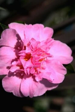 Showa No Sakae Dwarf Camellia Sasanqua - 3 Gallon Pot 11 Showa No Sakae Dwarf Camellia Sasanqua - 3 Gallon Pot -Garden Plant Seeds Camellia Showa No Sakae 15