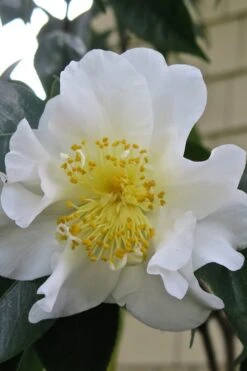 Silver Waves Camellia Japonica - 3 Gallon Pot -Garden Plant Seeds Camellia Silver Waves 6