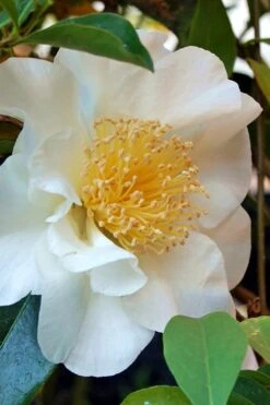 Silver Waves Camellia Japonica - 3 Gallon Pot -Garden Plant Seeds Camellia Silver Waves 7