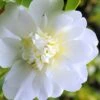 Snow Flurry Cold Hardy Camellia Hybrid - 3 Gallon Pot -Garden Plant Seeds Camellia Snow Flurry 1