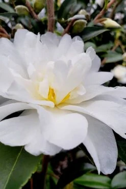 Snow Flurry Cold Hardy Camellia Hybrid - 3 Gallon Pot -Garden Plant Seeds Camellia Snow Flurry 11