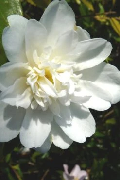 Snow Flurry Cold Hardy Camellia Hybrid - 3 Gallon Pot -Garden Plant Seeds Camellia Snow Flurry 2