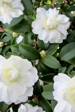 Snow Flurry Cold Hardy Camellia Hybrid - 3 Gallon Pot -Garden Plant Seeds Camellia Snow Flurry 6