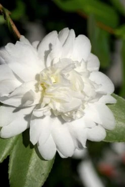 Snow Flurry Cold Hardy Camellia Hybrid - 1 Gallon Pot -Garden Plant Seeds Camellia Snow Flurry 8 1