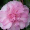 Sarrel Dwarf Camellia Sasanqua - 1 Gallon Pot -Garden Plant Seeds Camellia Sorrel 1
