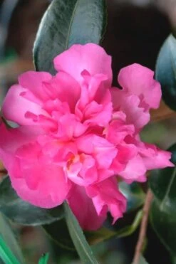 Sparkling Burgundy Camellia Sasanqua - 3 Gallon Pot -Garden Plant Seeds Camellia Sparkling Burgundy 21