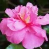 Sparkling Burgundy Camellia Sasanqua - 3 Gallon Pot 2 Sparkling Burgundy Camellia Sasanqua - 3 Gallon Pot -Garden Plant Seeds Camellia Sparkling Burgundy 22