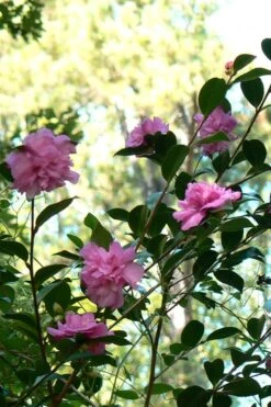 Sparkling Burgundy Camellia Sasanqua - 3 Gallon Pot -Garden Plant Seeds Camellia Sparkling Burgundy 24