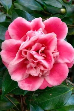 Tama Bambino Camellia Japonica - 3 Gallon Pot 15 Tama Bambino Camellia Japonica - 3 Gallon Pot -Garden Plant Seeds Camellia Tama Bambino 1 1