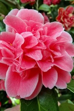 Tama Bambino Camellia Japonica - 3 Gallon Pot 13 Tama Bambino Camellia Japonica - 3 Gallon Pot -Garden Plant Seeds Camellia Tama Bambino 10 1
