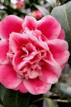 Tama Bambino Camellia Japonica - 3 Gallon Pot 12 Tama Bambino Camellia Japonica - 3 Gallon Pot -Garden Plant Seeds Camellia Tama Bambino 11 1