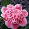 Tama Bambino Camellia Japonica - 1 Gallon Pot -Garden Plant Seeds Camellia Tama Bambino 12