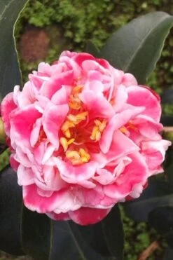Tama Bambino Camellia Japonica - 3 Gallon Pot 14 Tama Bambino Camellia Japonica - 3 Gallon Pot -Garden Plant Seeds Camellia Tama Bambino 2 1