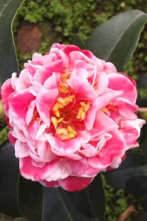 Tama Bambino Camellia Japonica - 3 Gallon Pot 8 Tama Bambino Camellia Japonica - 3 Gallon Pot - Image 6