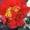 Turandot Camellia Japonica - 3 Gallon Pot 1 Turandot Camellia Japonica - 3 Gallon Pot -Garden Plant Seeds Camellia Turandot 6