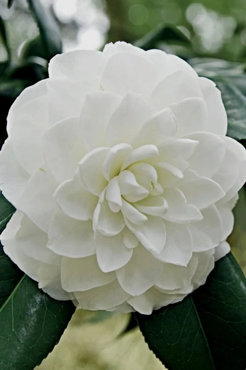 White By The Gate Camellia Japonica - 6 Pack Of 1 Gallon Pot 3 White By The Gate Camellia Japonica - 6 Pack Of 1 Gallon Pot