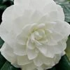 White By The Gate Camellia Japonica - 3 Gallon Pot