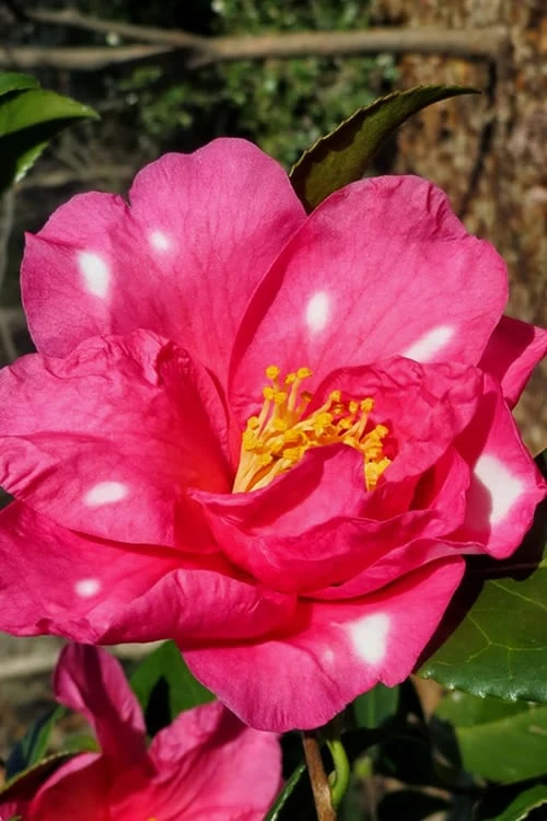 Winter's Fire Cold Hardy Camellia - 1 Gallon Pot 9 Winter's Fire Cold Hardy Camellia - 1 Gallon Pot - Image 7