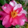 Winter's Fire Cold Hardy Camellia - 1 Gallon Pot 1 Winter's Fire Cold Hardy Camellia - 1 Gallon Pot -Garden Plant Seeds Camellia Winters Fire 10