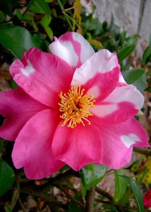 Winter's Fire Cold Hardy Camellia - 1 Gallon Pot 3 Winter's Fire Cold Hardy Camellia - 1 Gallon Pot