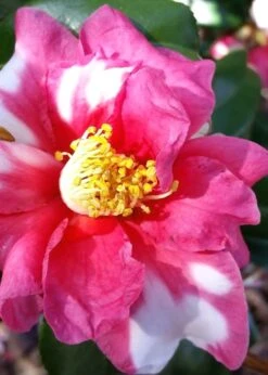 Winter's Fire Cold Hardy Camellia - 1 Gallon Pot 13 Winter's Fire Cold Hardy Camellia - 1 Gallon Pot -Garden Plant Seeds Camellia Winters Fire 11