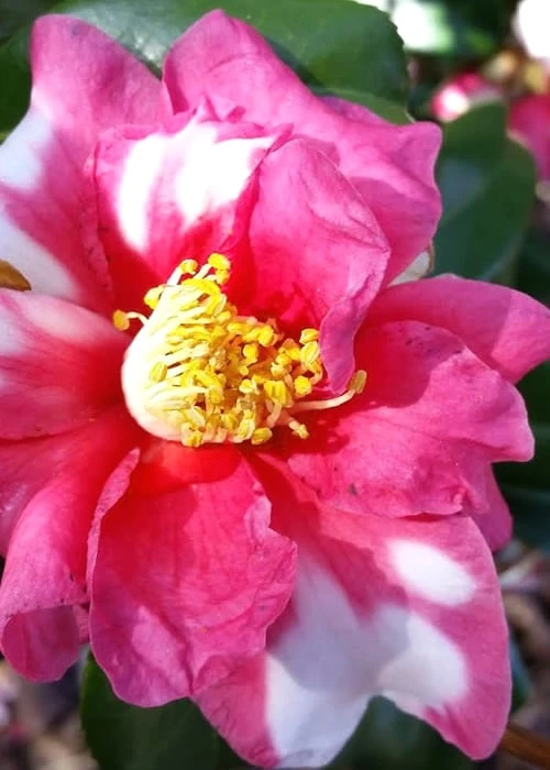 Winter's Fire Cold Hardy Camellia - 1 Gallon Pot 7 Winter's Fire Cold Hardy Camellia - 1 Gallon Pot - Image 5