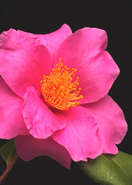 Winter's Fire Cold Hardy Camellia - 1 Gallon Pot 8 Winter's Fire Cold Hardy Camellia - 1 Gallon Pot - Image 6