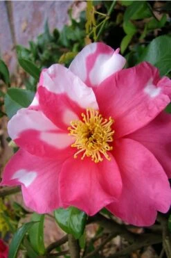 Winter's Fire Cold Hardy Camellia - 1 Gallon Pot 12 Winter's Fire Cold Hardy Camellia - 1 Gallon Pot -Garden Plant Seeds Camellia Winters Fire 5