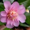 Winter's Interlude Cold Hardy Pink Camellia - 1 Gallon Pot -Garden Plant Seeds Camellia Winters Interlude 1