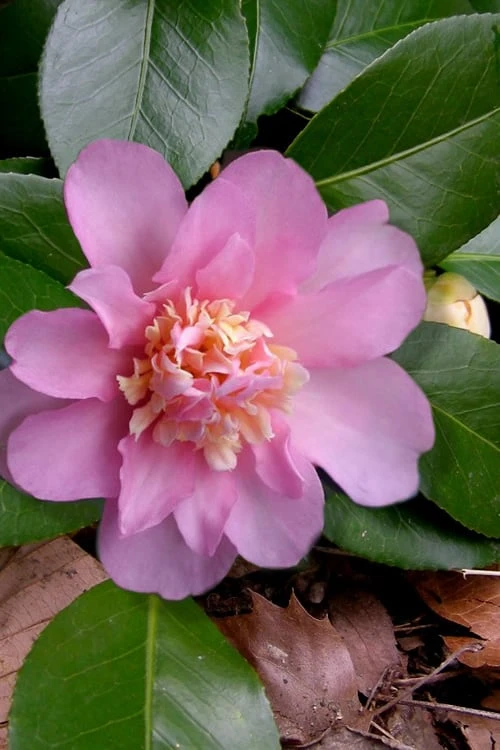 Winter's Interlude Cold Hardy Pink Camellia - 1 Gallon Pot 3 Winter's Interlude Cold Hardy Pink Camellia - 1 Gallon Pot